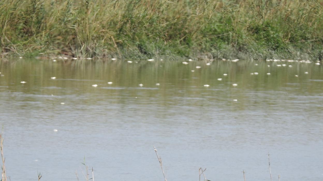 A lo largo de varios kilómetros el río mostraba cientos de peces muertos