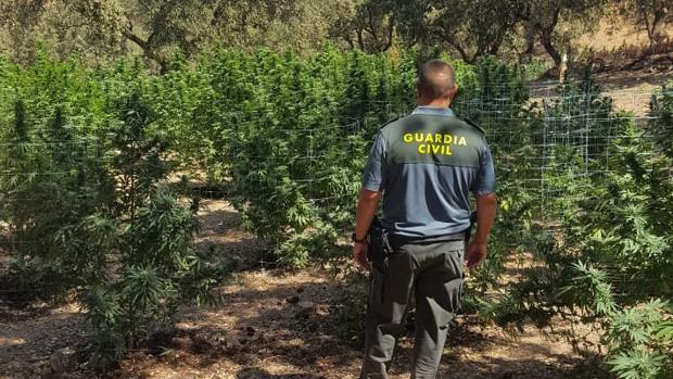 Desmantelada una plantación de marihuana en El Castillo de las Guardas