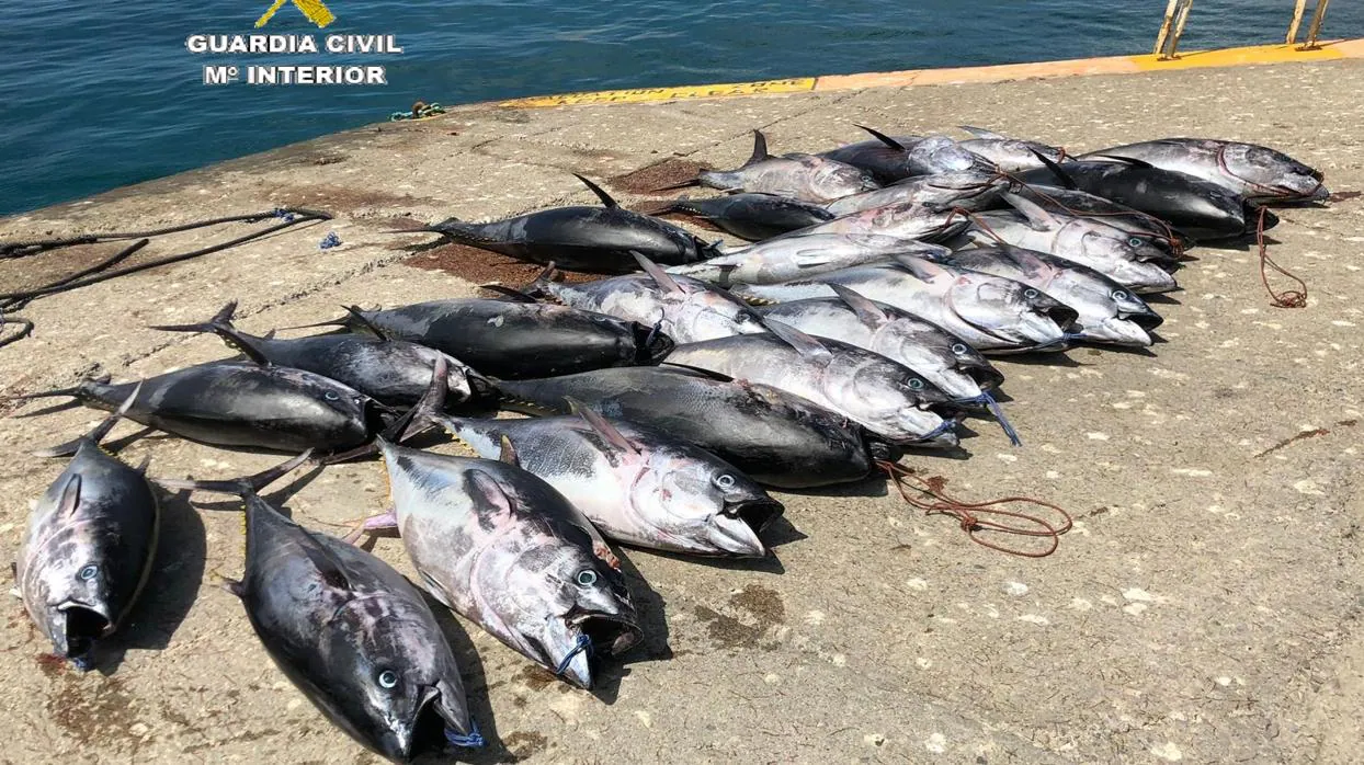 La Guardia Civil interviene en la zona de Tarifa 25 piezas de atún rojo pescados ilegalmente