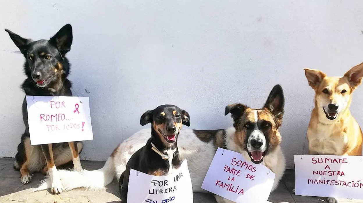 Los amantes de las mascotas en Utrera están convocando una manifestación para protestar por este problema