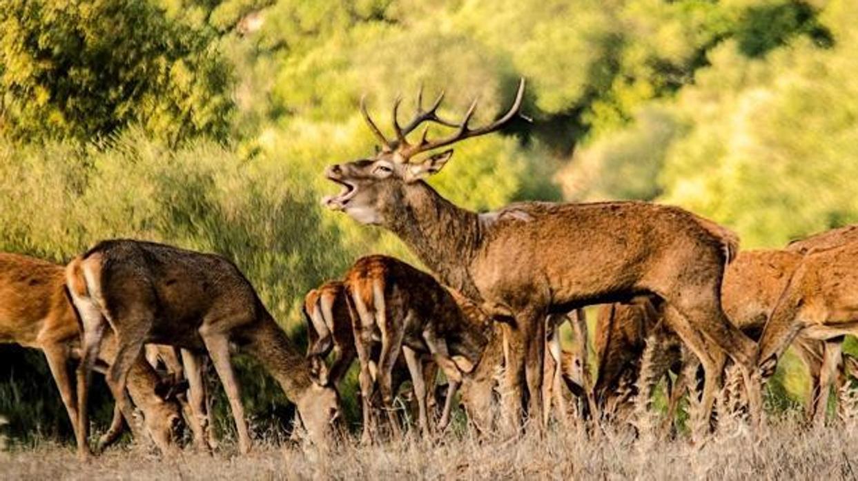 El otoño comienza la berrea del ciervo