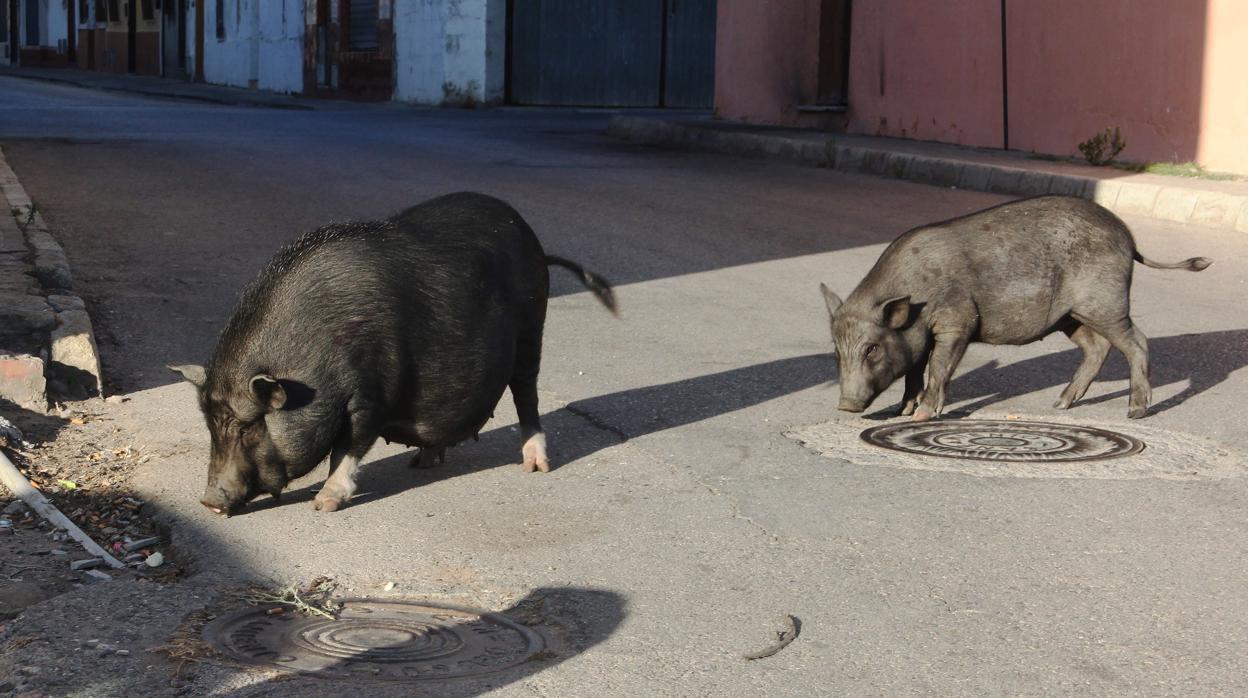 Dos cerdos vietnamitas caminan por las calles de uno de los barrios de la localidad gaditana de Algeciras