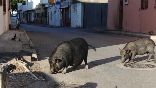 Capturan, para ser sacrificados, varios cerdos vietnamitas en Algeciras