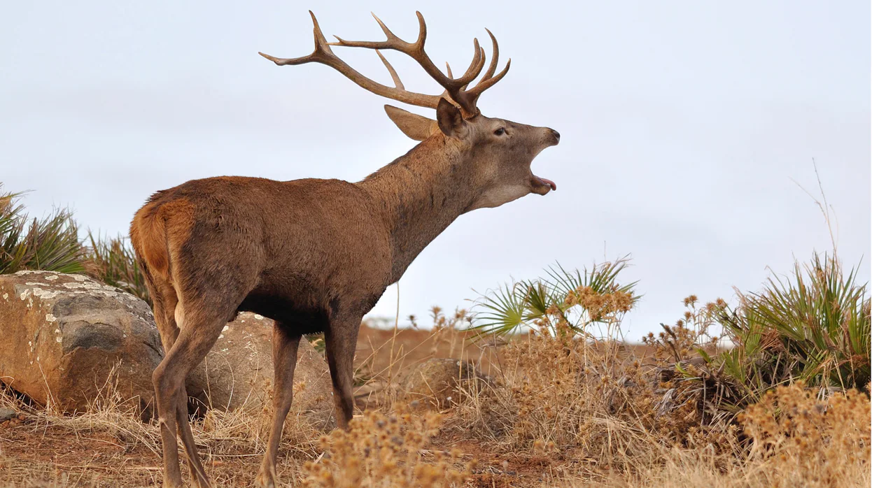 Un ejemplar de ciervo macho realiza un bramido característico en el otoño de la Sierra Morena sevillana