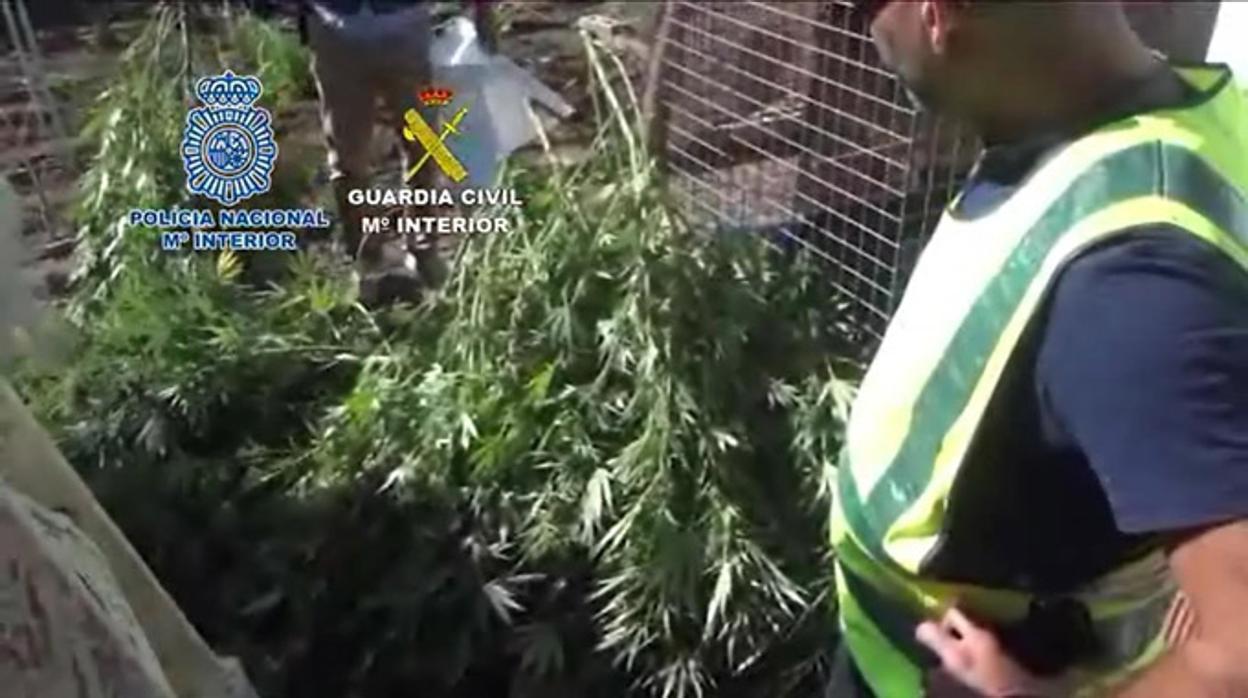 Varias plantas de marihuana incautadas en la operación desarrolla esta semana en El Palmar de Troya