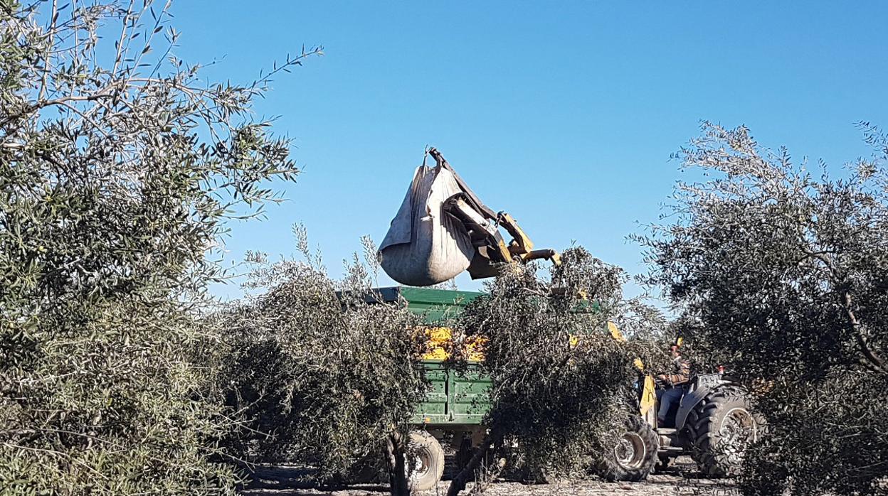 El acusado llevó a trabajar a 34 compatriotas, de los que 32 no estaban dados de alta