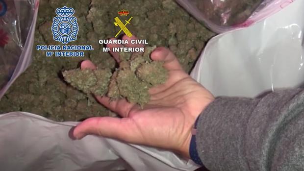 La Guardia Civil desmantela en Utrera una nueva plantación de marihuana con más de 1.600 plantas