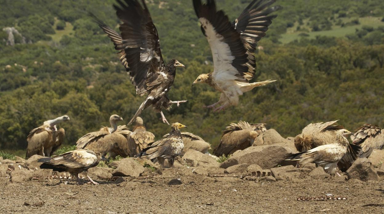 Alimoche, el vuelo del pequeño rapaz