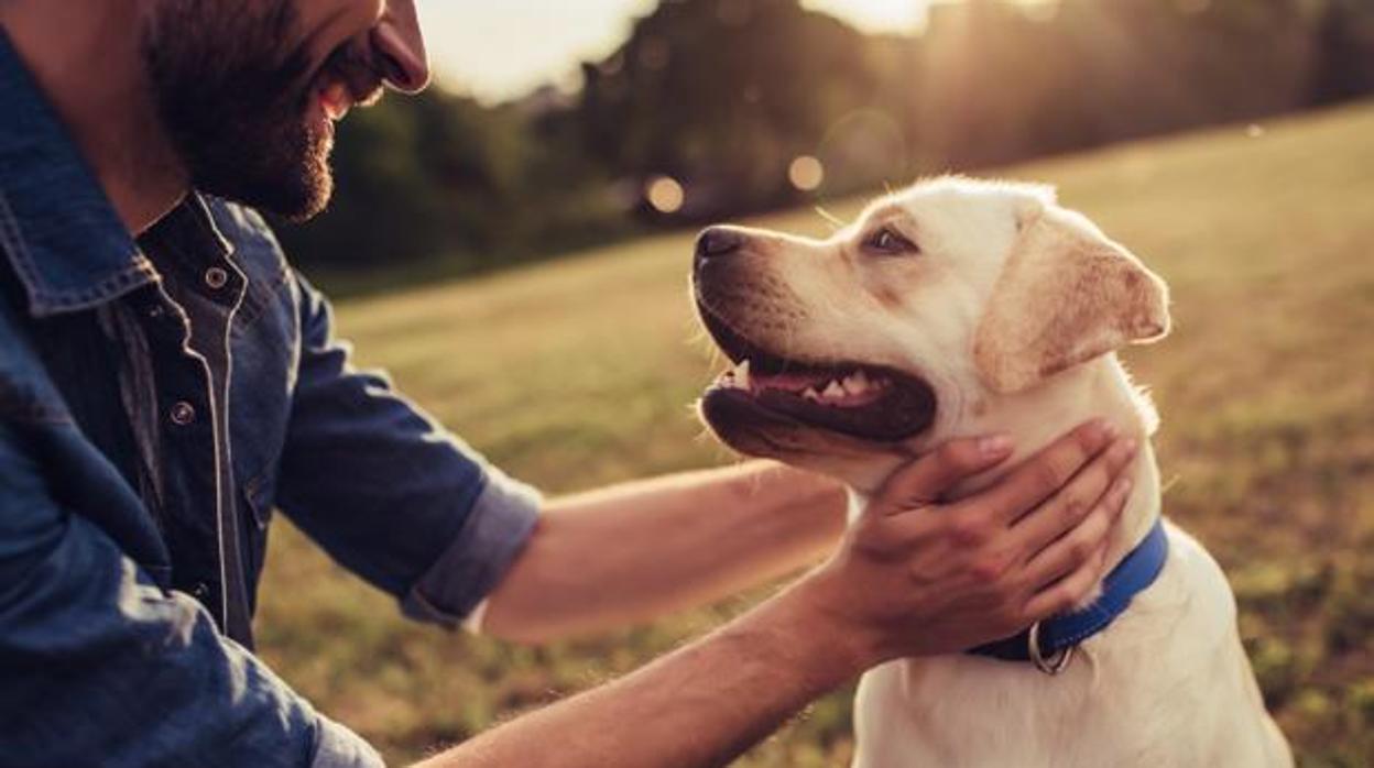 Encuesta ¿por qué hay tantos perros en Cádiz? Entra y participa