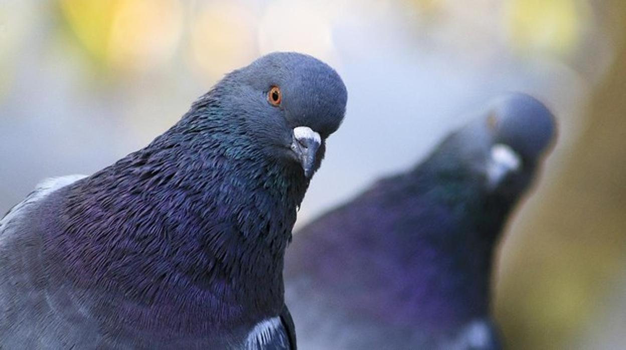 Cádiz continúa su lucha contra las palomas.