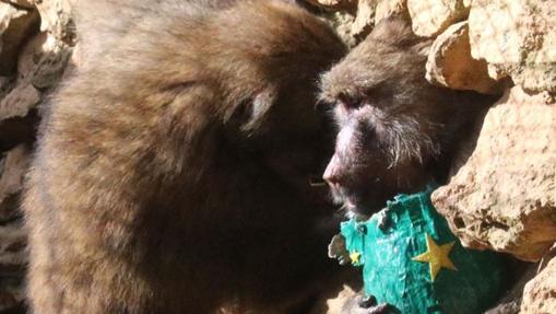 Monos del zoo de Castellar.