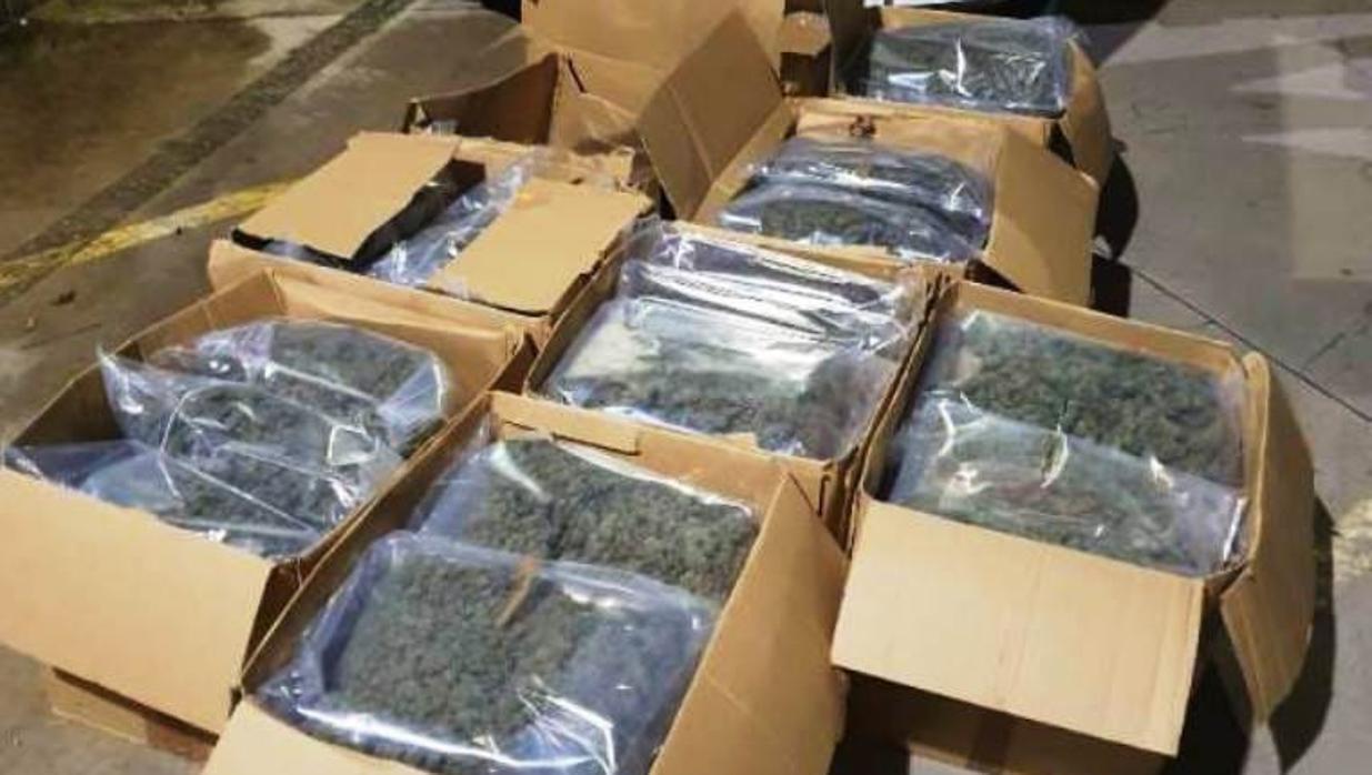 Imagen de los cogollos de marihuana que iban transportados en el vehículo.