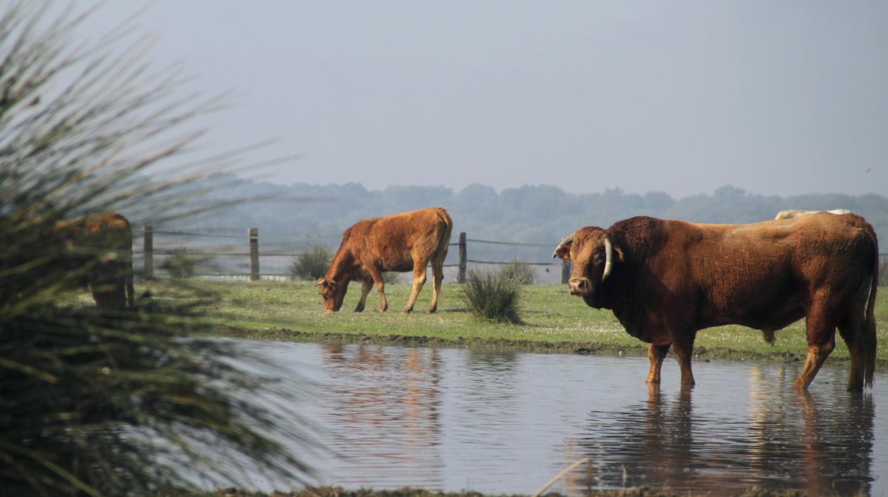 La Dehesa de Abajo pertenece a La Puebla del Río y al preparque de Doñana