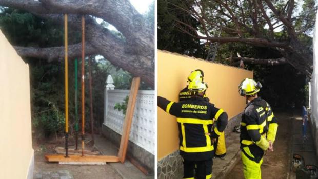 Los bomberos evitan el desplome de un enorme pino en Chiclana