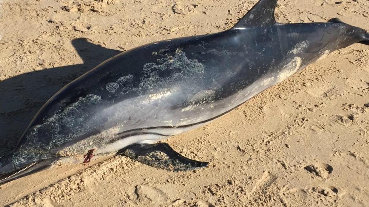 Imagen del delfín muerto en la playa de La Caleta en Cádiz