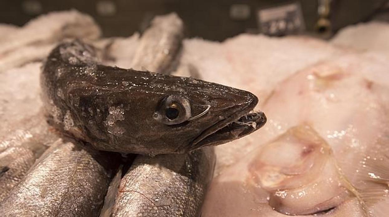 Tras 21 horas de negociación, se consigue el acuerdo para las capturas de merluza de aguas ibéricas