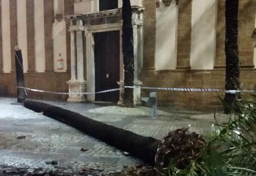 El tiempo en Cádiz: Elsa tira la palmera inclinada de la Plaza de la Catedral en Cádiz