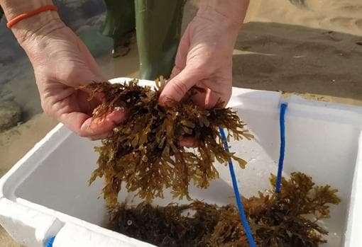 El alga invasora: cómo convertir una amenaza en una oportunidad