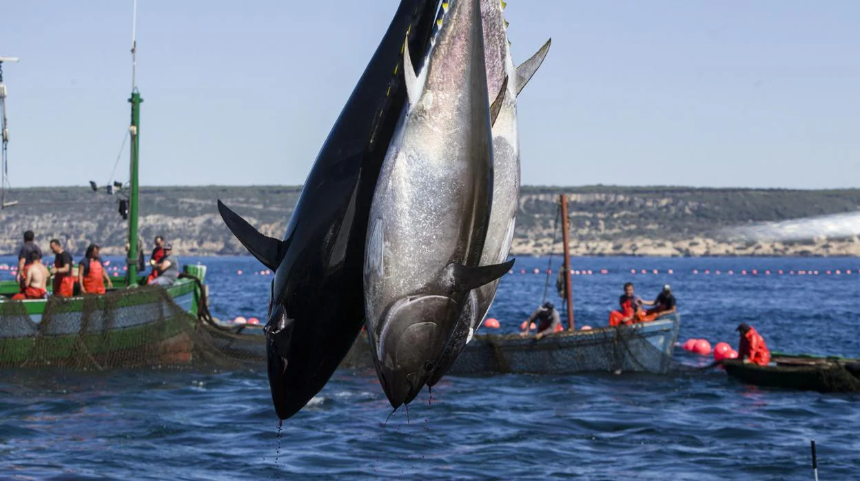 Levantá de atunes en Barbate, un municipio que mostrará en Fitur que su oferta va mucho más allá del atún.