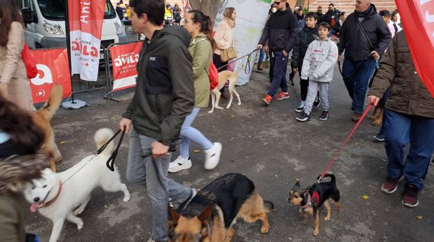 Las mascotas de San Fernando disfrutan paseando en la I marcha Solidaria de San Antón
