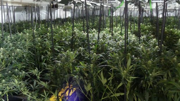 Cuatro detenidos tras desmantelar una plantación de marihuana en una nave en Arcos