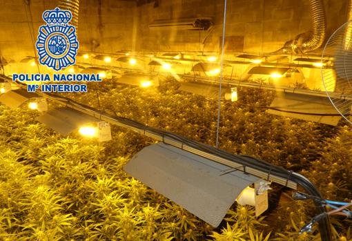 Desmantelada en Chiclana una plantación de casi 2.000 plantas de marihuana