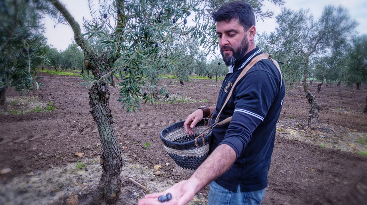 El empresario Antonio Sánchez recoge las aceitunas ya maduras en el árbol