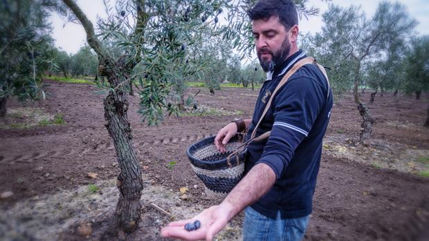 Las aceitunas prietas, el ocaso del verdeo en Arahal