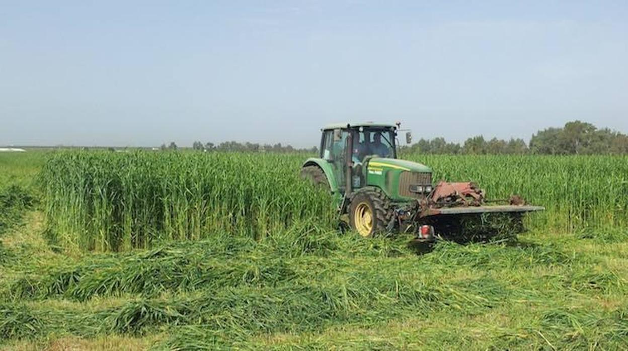 El sector agrícola ha sido el más castigado en la provincia de Sevilla en el número de desempleados