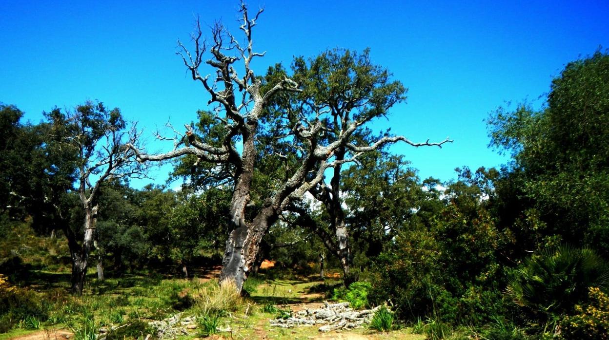 Imagen del parque de Los Alcornocales.