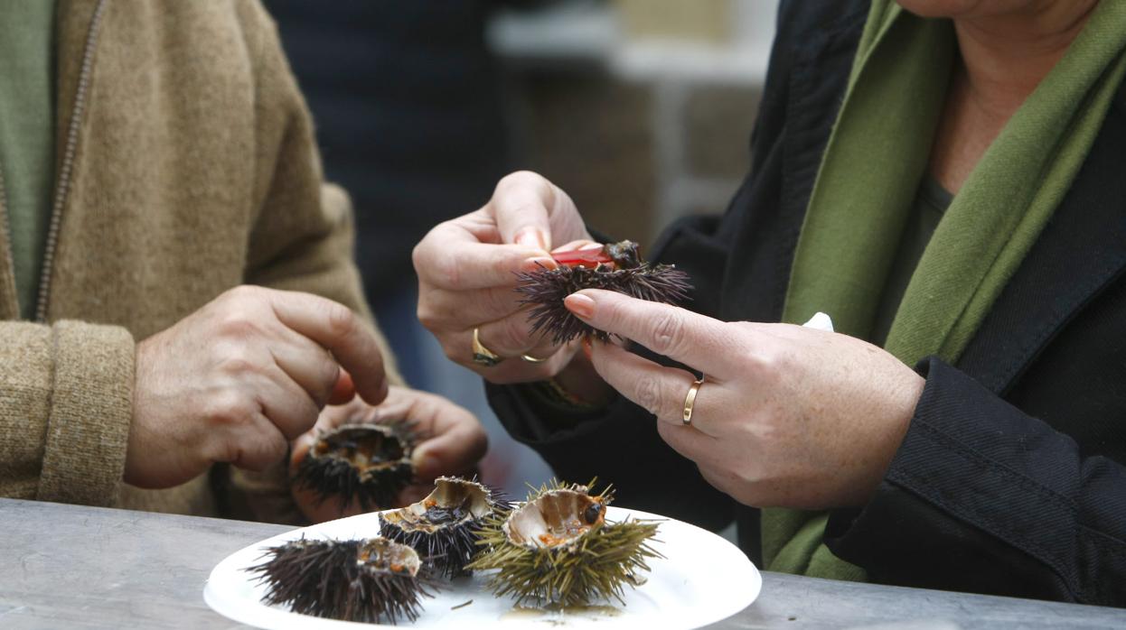 Cádiz celebra la XXX edición de la Erizada con sabor a Galicia