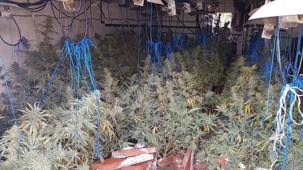 Siete detenidos en Puerto Serrano tras desmantelar cuatro cultivos de marihuana