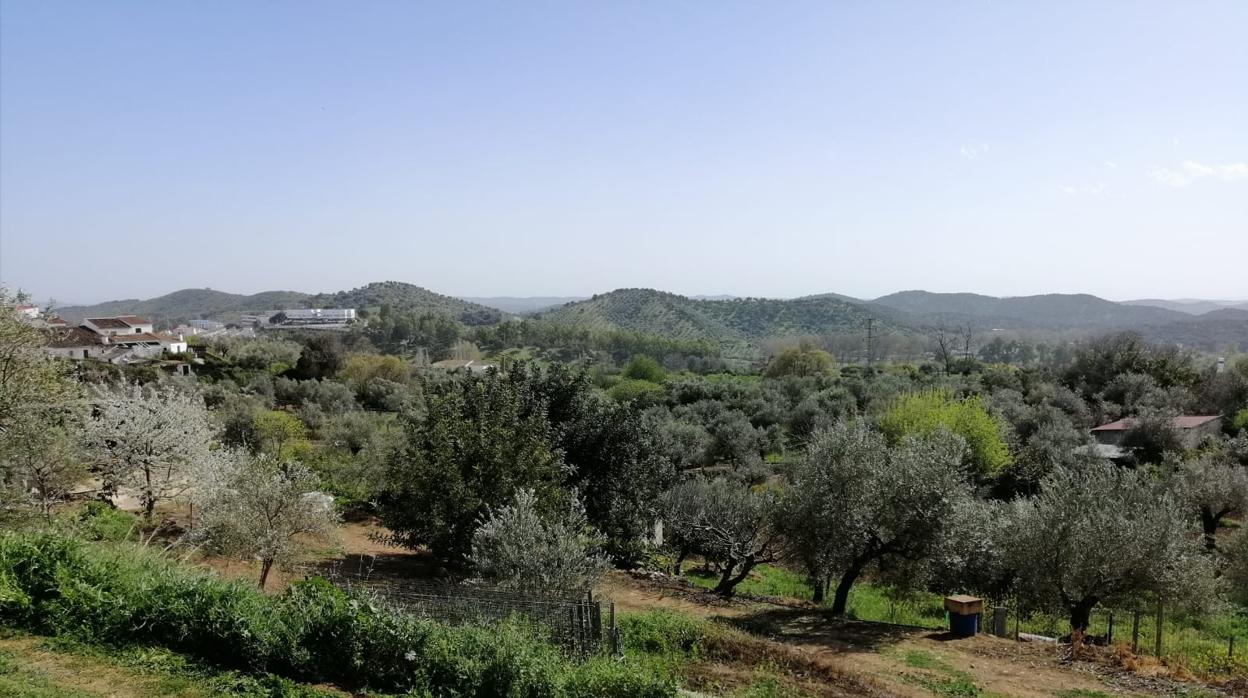 Olivos en la comarca de Sierra Morena