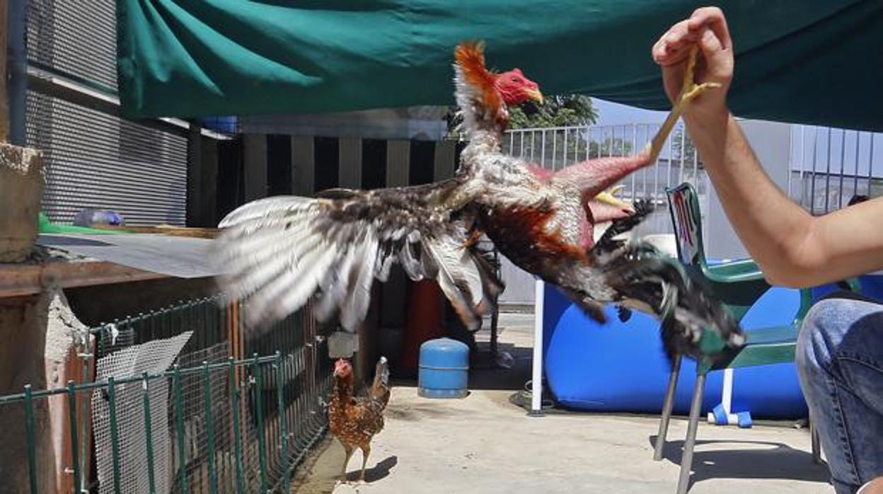 Dos individuos han robado en una vivienda de Espartinas 19 gallos de pelea