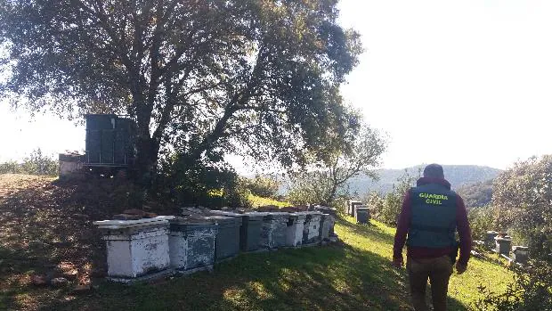 La Guardia Civil detiene al ladrón de colmenas de abejas de La Puebla de los Infantes
