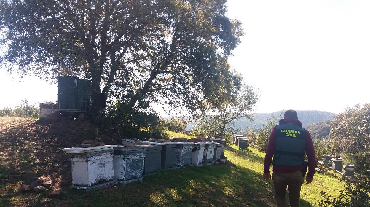 Agentes de la Guardia Civil han detenido a un vecino de Puebla de los Infantes por seis robos de colmenas