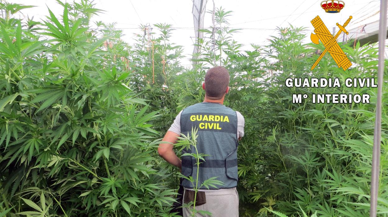 Un agente de la Guardia Civil interviene en una plantación de marihuana