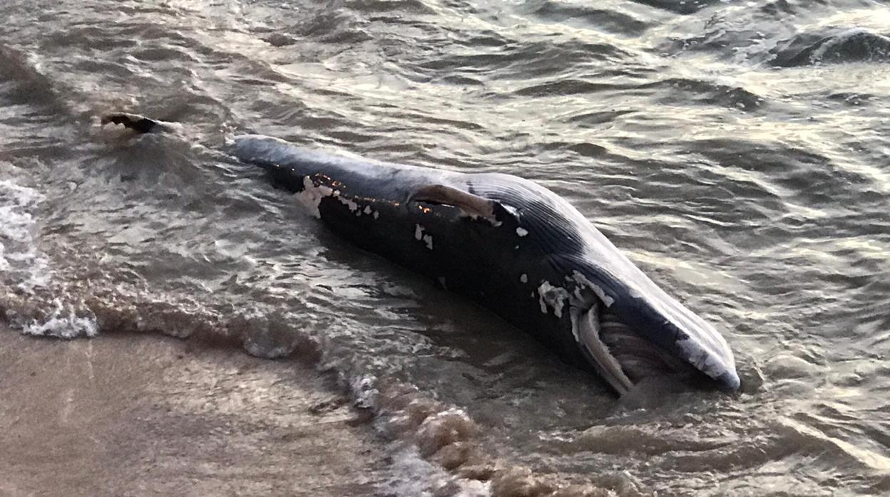 Aparece otra ballena muerta en la playa de Chipiona