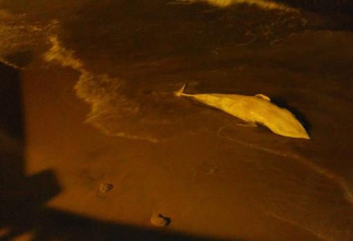 Aparece otra ballena muerta en la playa de Chipiona