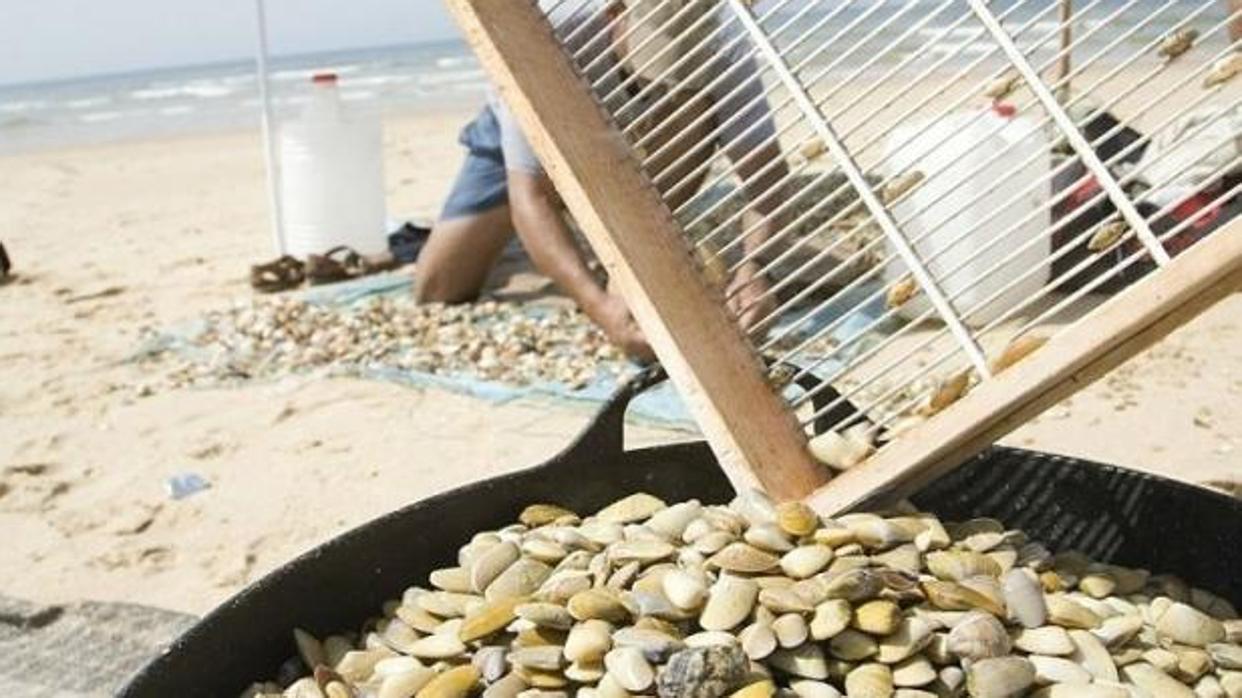 Un mariscador tras recoger coquinas en el Golfo de Cádiz.