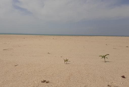 Las playas de Cádiz se vuelven salvajes: plantas, pájaros y las rocas llenas de marisco
