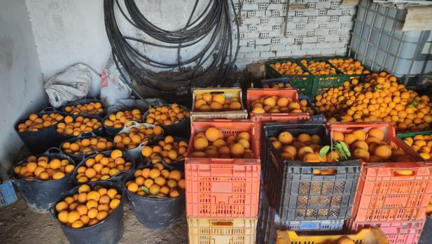 La Guardia Civil alerta de la comercialización en Sevilla de fruta robada sin ninguna garantía sanitaria