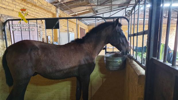 Detenido por robar un caballo en Carmona durante el confinamiento y ocultarlo en La Rinconada