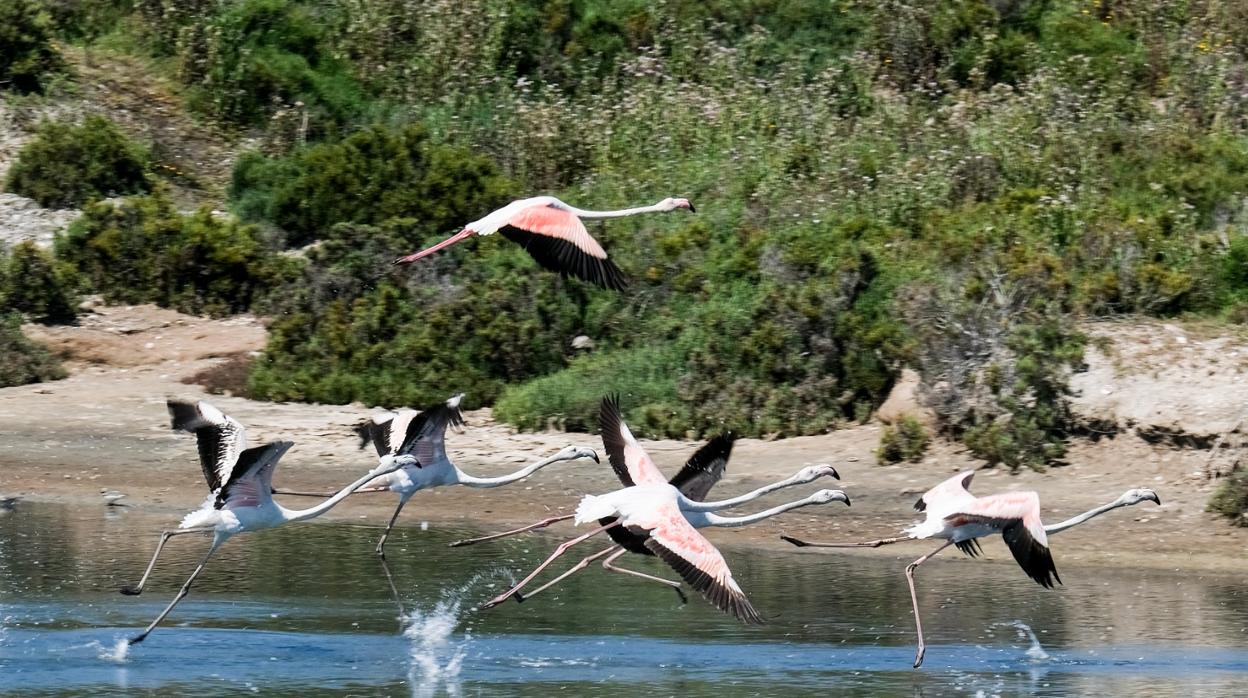 Imagen de unos flamencos tomada este mismo viernes en el parque de Los Toruños.