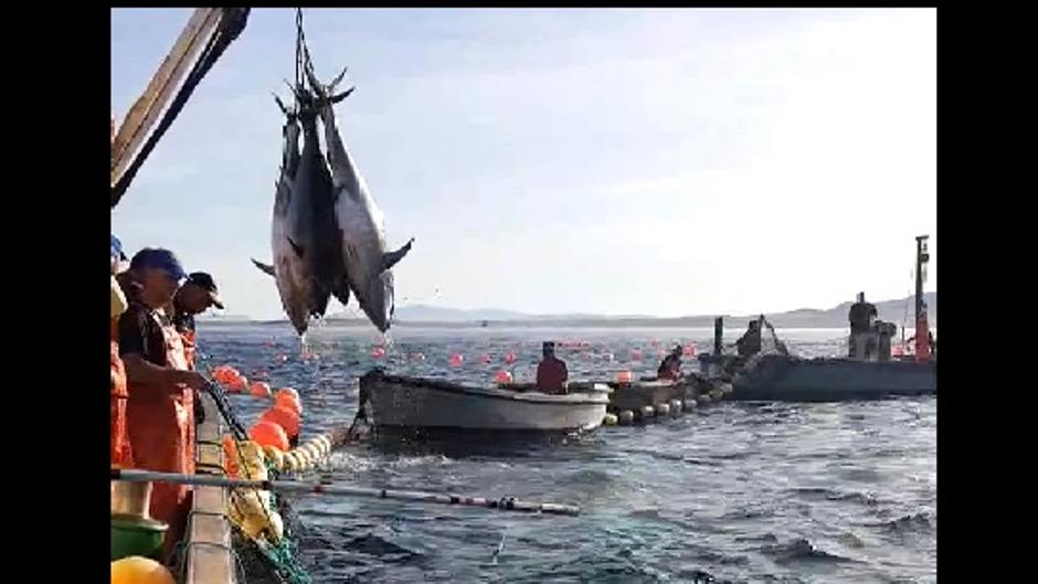 Vídeo: levantá del atún rojo en las almadrabas de Cádiz