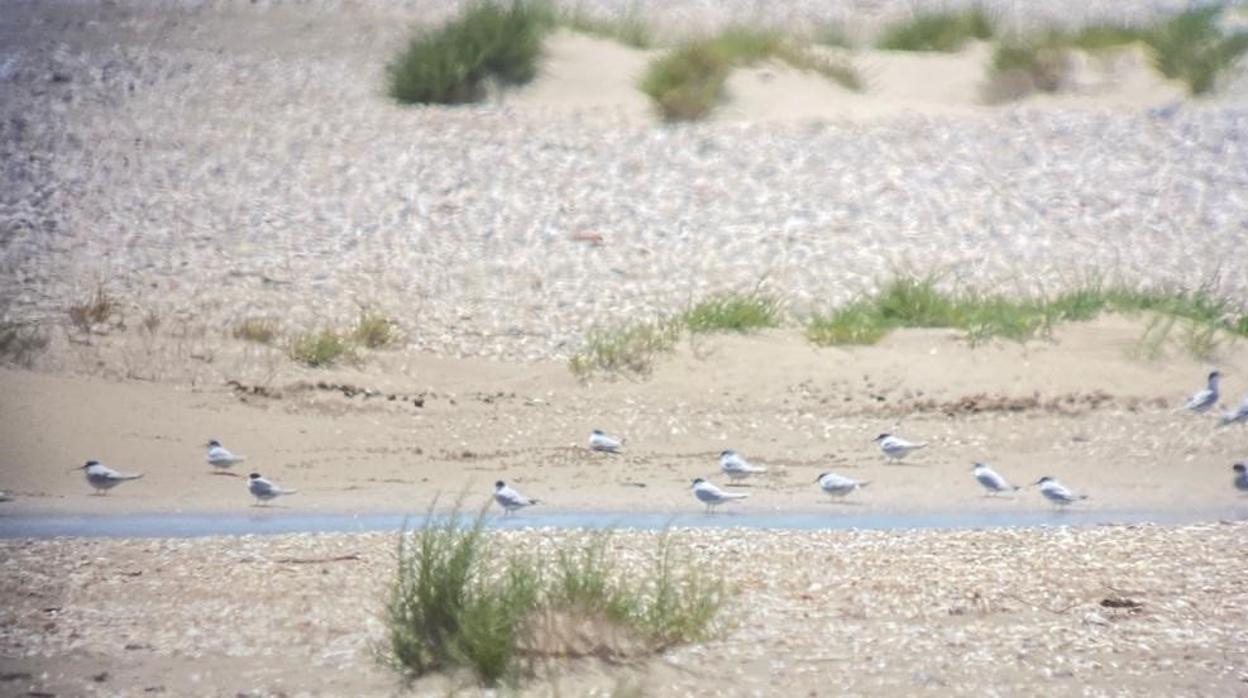 Los Toruños refuerza las medidas de acogida y protección de la colonia de charrancitos