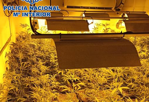 Dueños de una plantación de marihuana en El Puerto defraudaban el consumo de luz de veinte casas