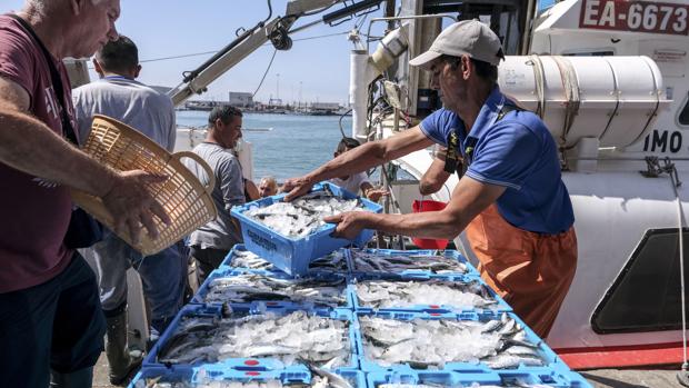 Empresas pesqueras de la Bahía de Cádiz buscan tripulantes ante la falta de extranjeros