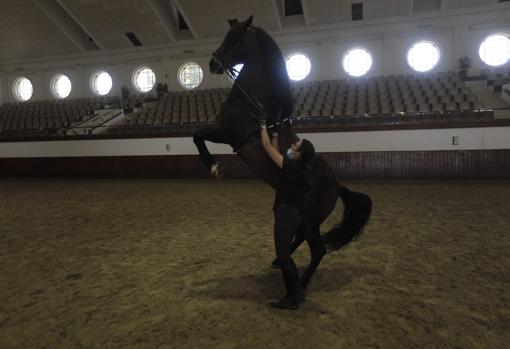 Belén Bautista practica ejercicios con uno de los caballos