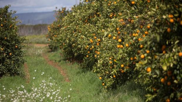 Detenido por robar 700 kilos de naranjas de San Martín del Tesorillo y Jimena